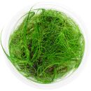 Eleocharis fluctuans