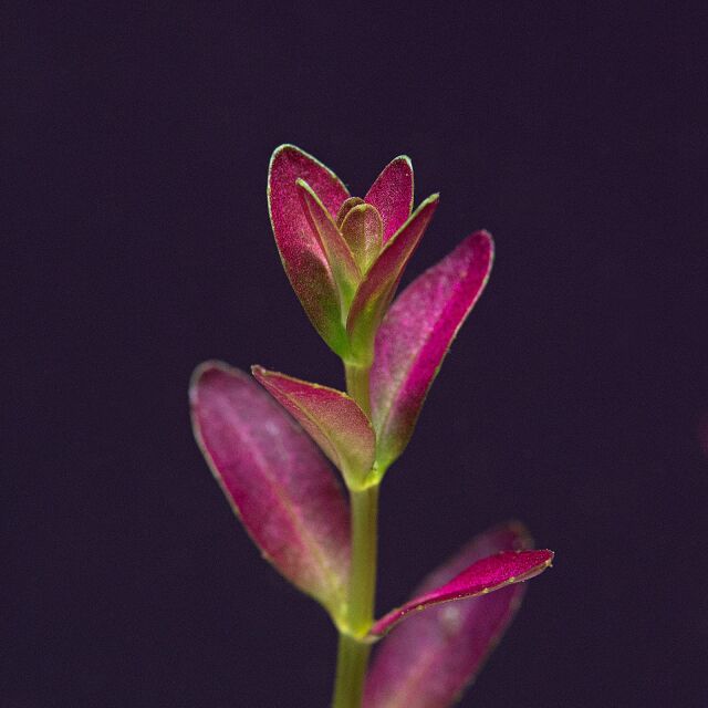 Rotala ramosior &quot;Florida&quot;