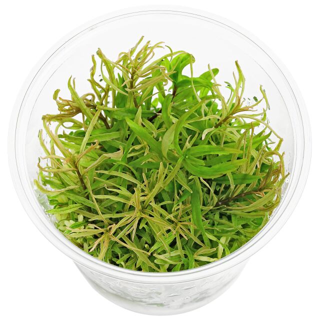 Ludwigia inclinata var. verticillata 'White' - in Vitro