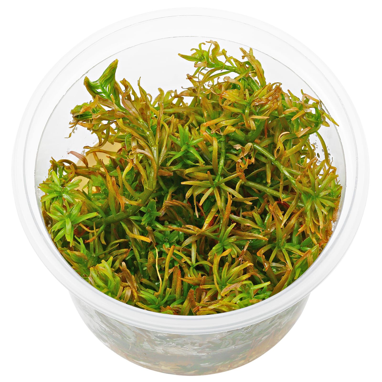 Rotala mexicana "Goias"