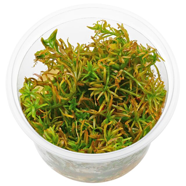 Rotala mexicana &quot;Goias&quot;