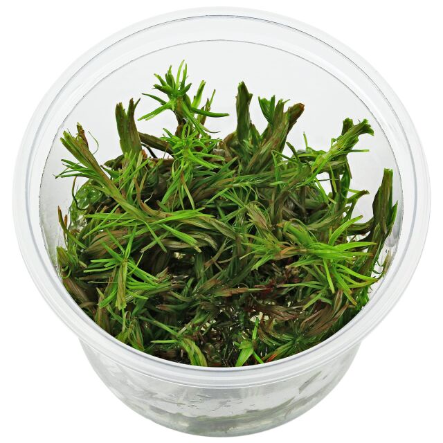 Rotala sp. &quot;Cambodia&quot;