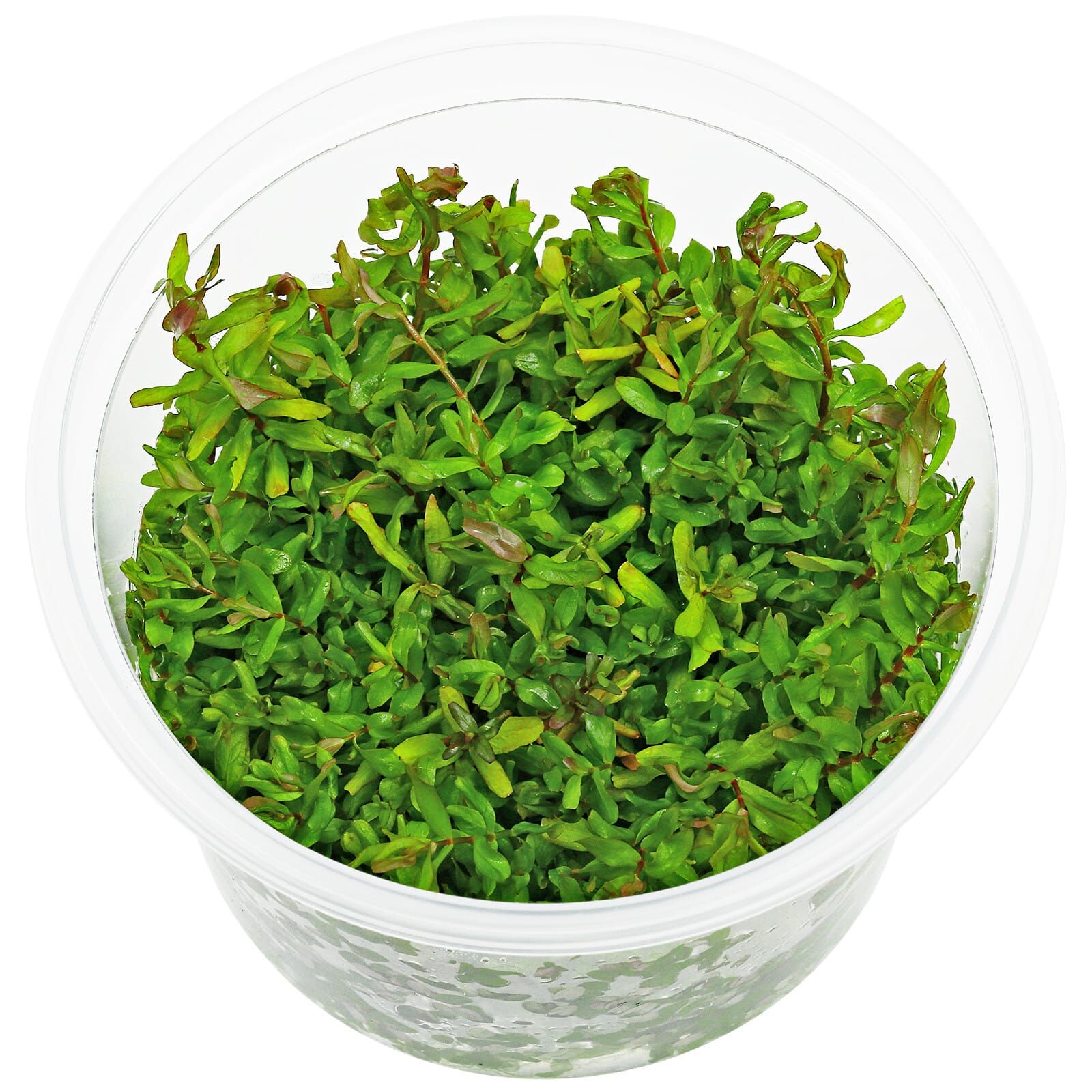 Rotala macrandra &quot;Green&quot; (&quot;Wavy&quot;)