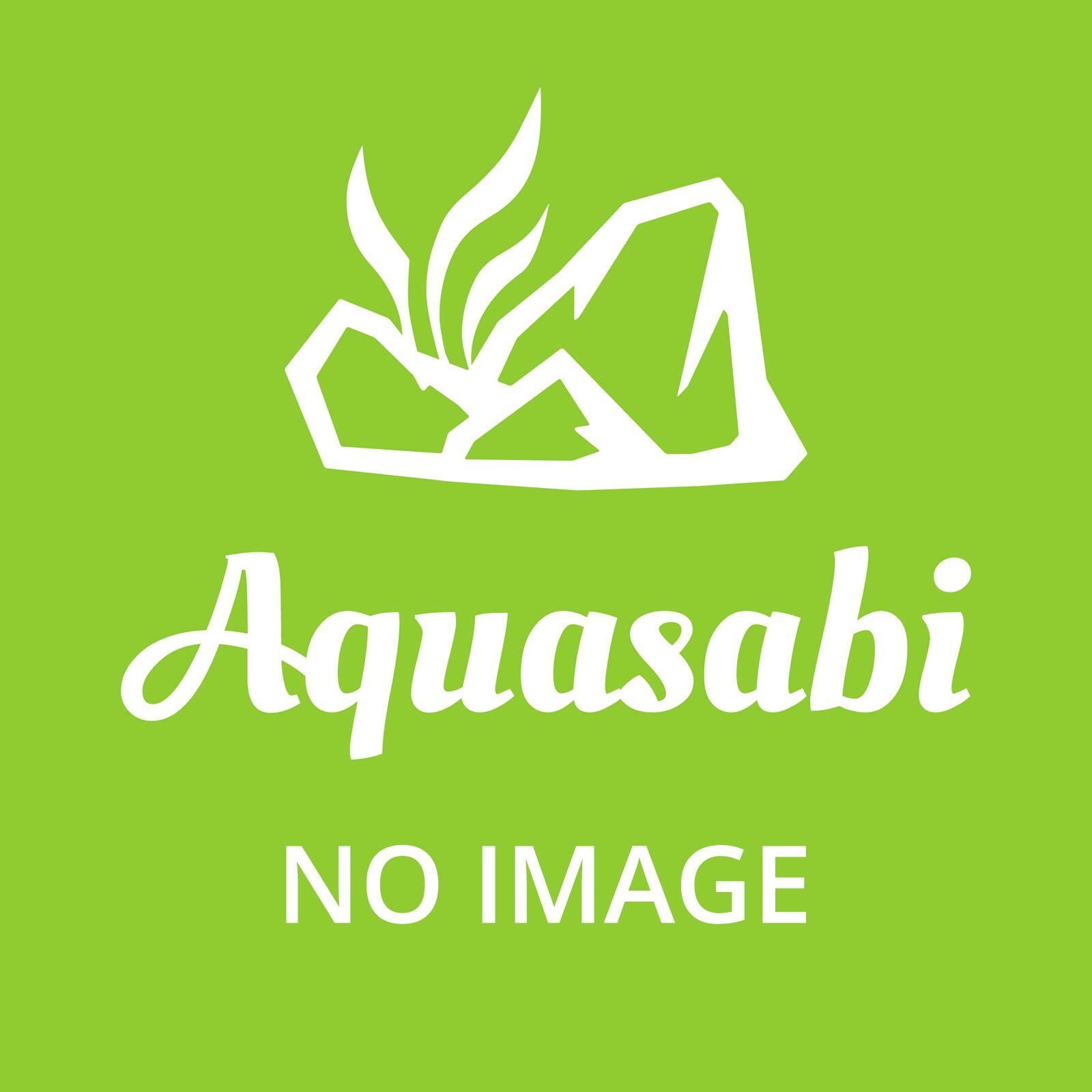 Bucephalandra pygmaea "Bukit Kelam / Sintang"