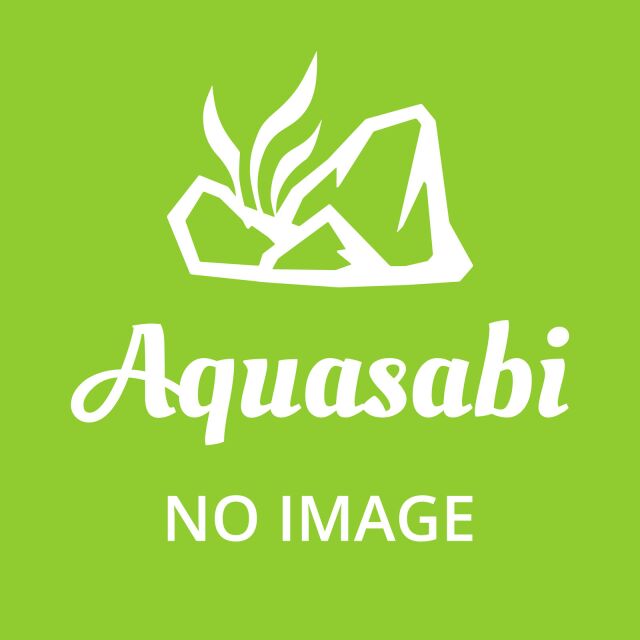 Bucephalandra pygmaea "Bukit Kelam / Sintang"