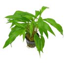 Hygrophila salicifolia - Pot