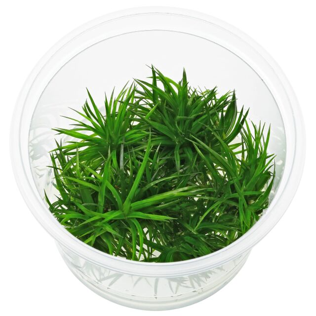 Eriocaulon sp. "Polaris"