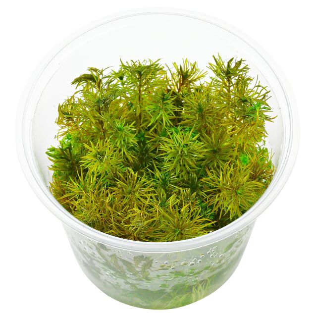 Myriophyllum sp. &quot;Roraima&quot; - in Vitro