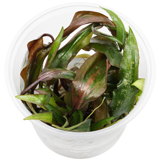 Cryptocoryne nurii var. raubensis 'Rosen Maiden'