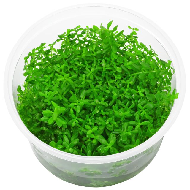 Rotala rotundifolia &quot;Laos&quot; - in Vitro XL