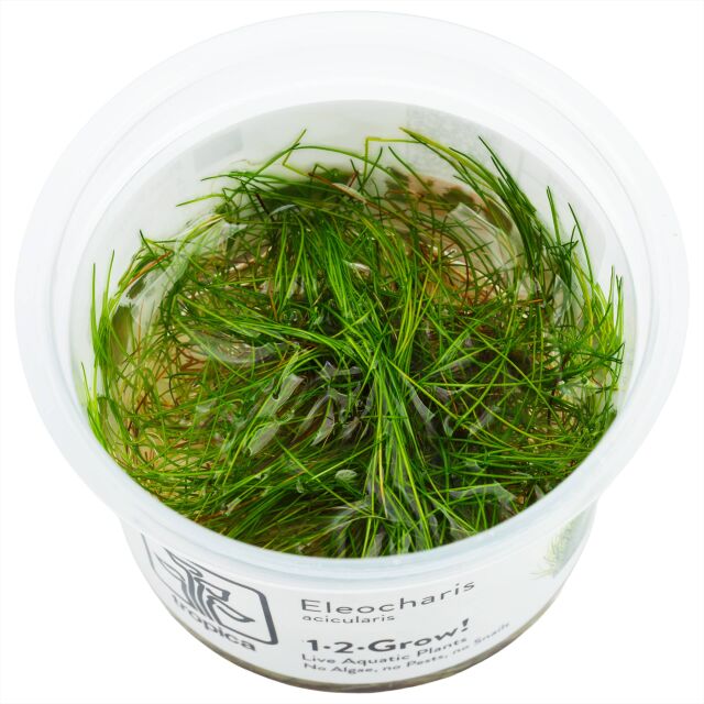 Eleocharis acicularis