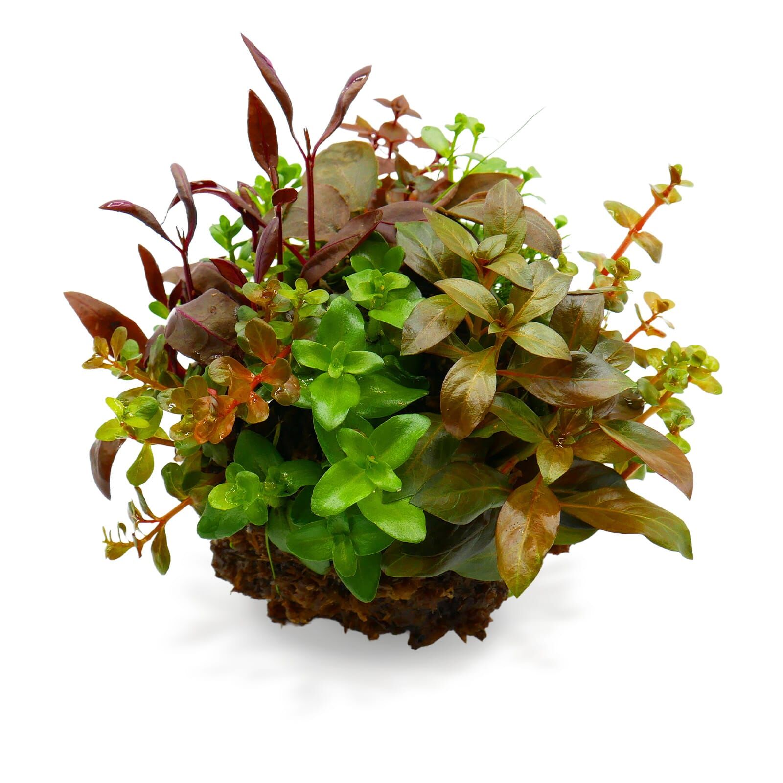 OPAquatics - WabiKusa Substrate Ball | Aquasabi - Aquascaping Shop