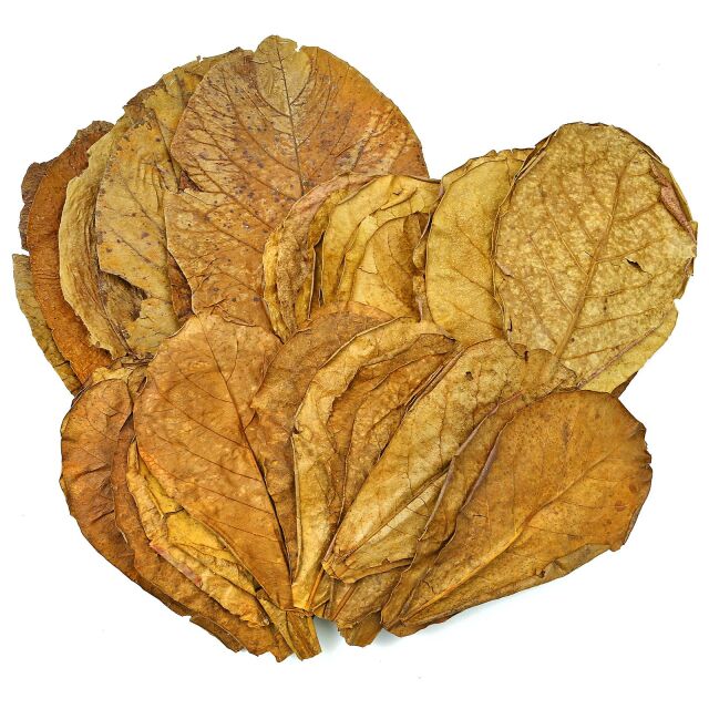 Catappa Leaves