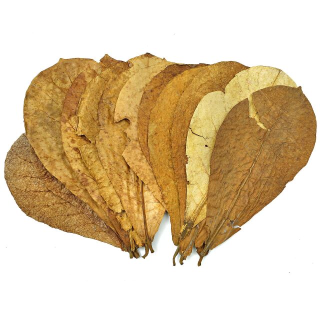 Catappa Leaves