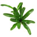 Neoregelia ampullacea Tigrina