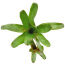 Neoregelia Atlantis