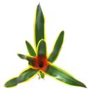 Neoregelia Iphigenie