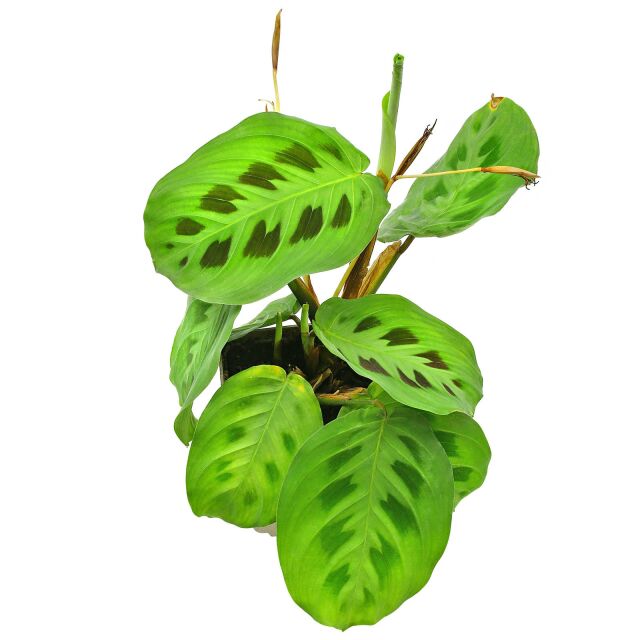 Maranta leuconeura 'Kerchoveana'