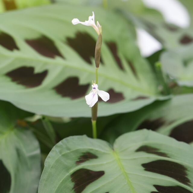 Maranta leuconeura 'Kerchoveana'