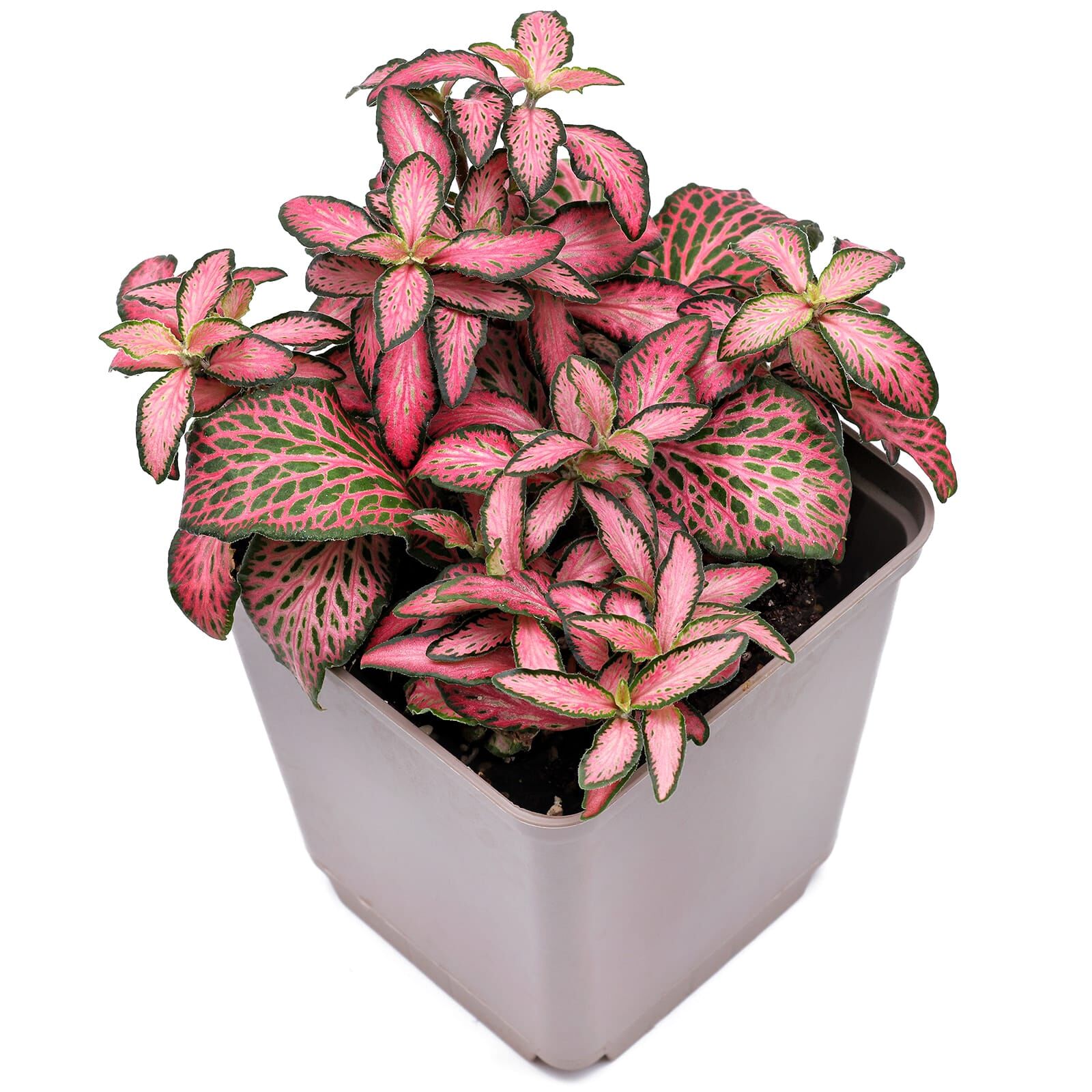 Fittonia albivenis &quot;Pink&quot;