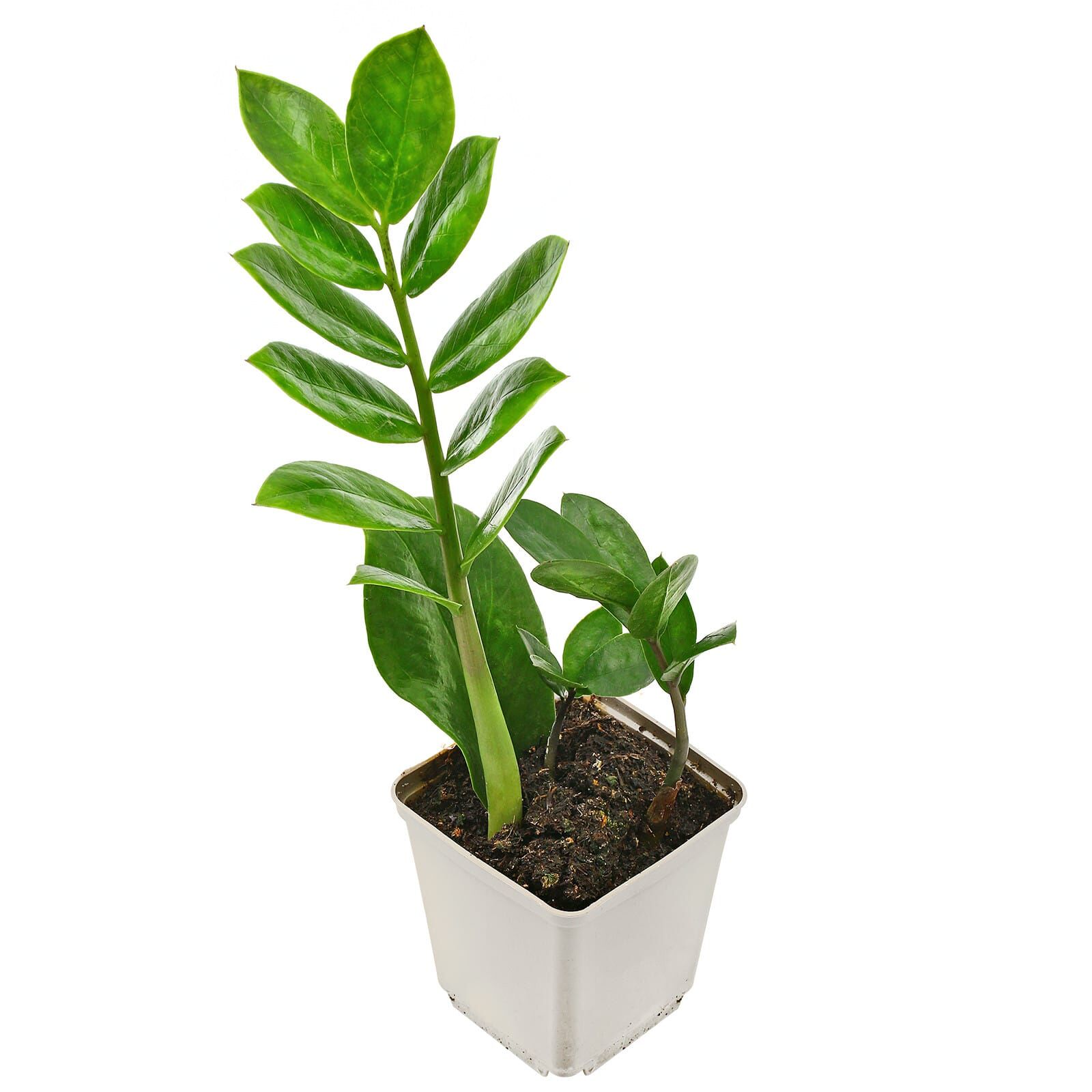Zamioculcas zamiifolia | Aquasabi - Aquascaping Shop