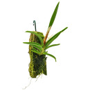 Ceratostylis retisquama