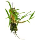 Dendrobium hancockii