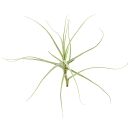 Tillandsia caerulea "Major"