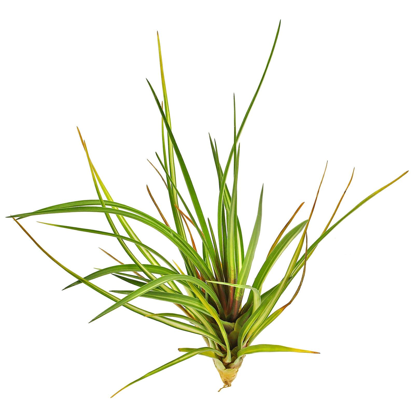 Wallisia cyanea (Tillandsia cyanea) 'Albo-Marginata' - Single