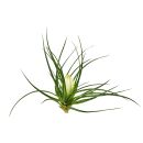 Wallisia cyanea (Tillandsia cyanea) Bianca (White)