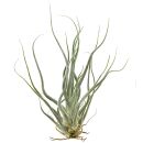 Tillandsia seleriana "Ehlersiana"