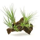 Tillandsia fasciculata