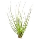 Tillandsia festucoides