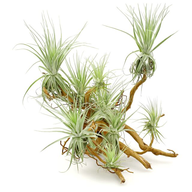 Tillandsia gardneri