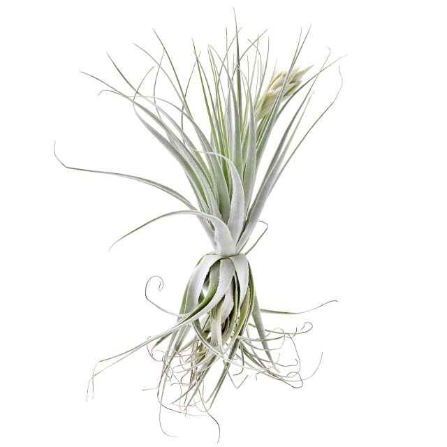 Tillandsia gardneri