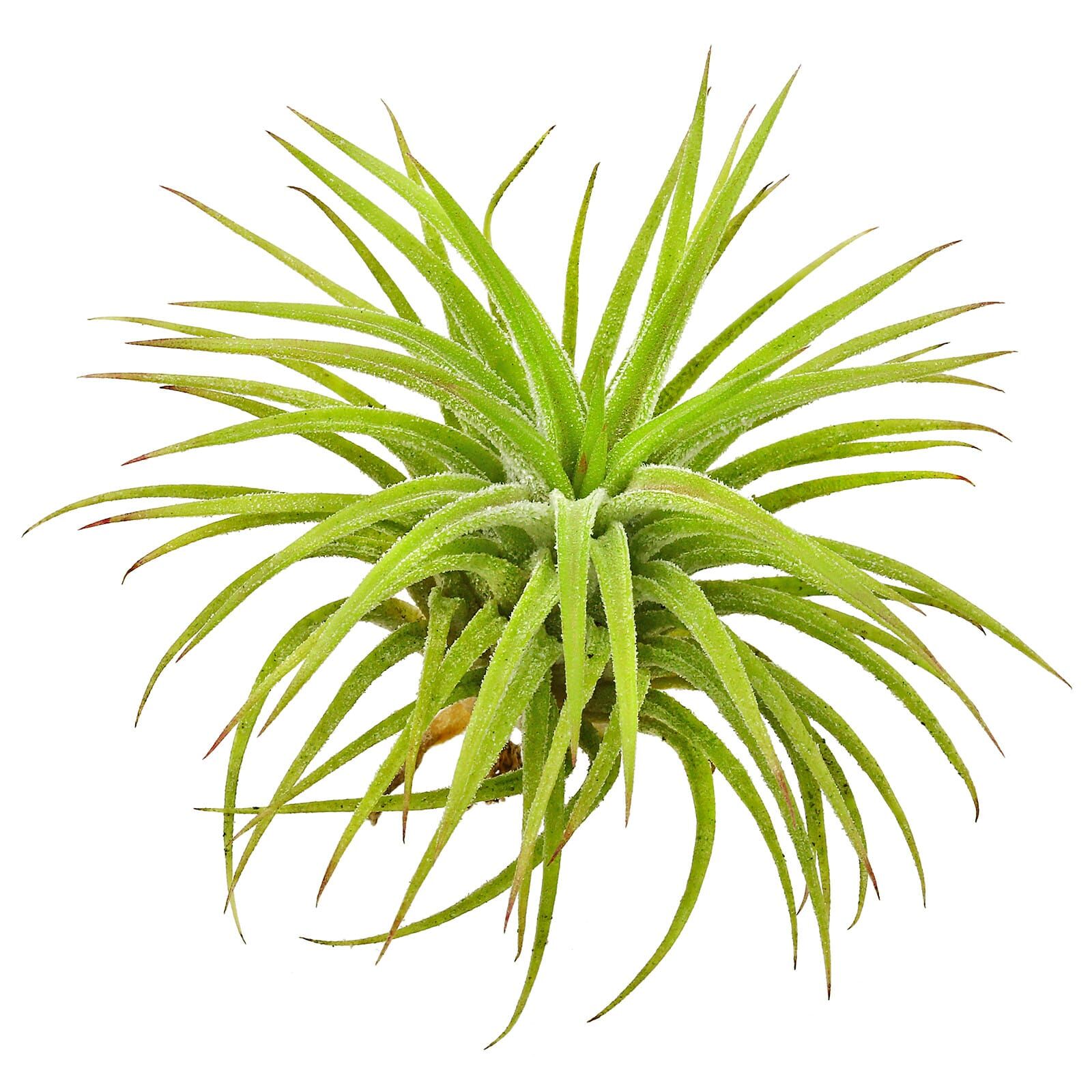 Tillandsia ionantha "Huamelula"