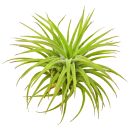 Tillandsia ionantha "Huamelula"