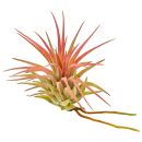 Tillandsia ionantha Rubra Peach