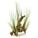 Tillandsia juncea