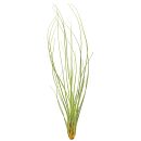 Tillandsia juncea "Juncifolia"