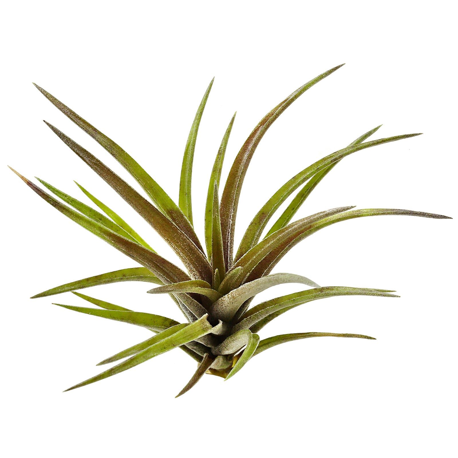 Tillandsia neglecta "Rubra"