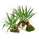 Tillandsia oerstediana