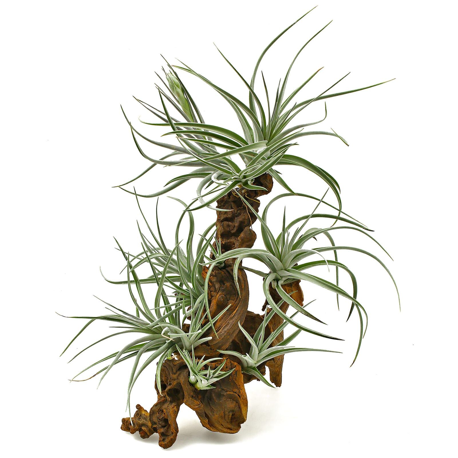 Tillandsia pohliana