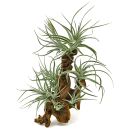 Tillandsia pohliana