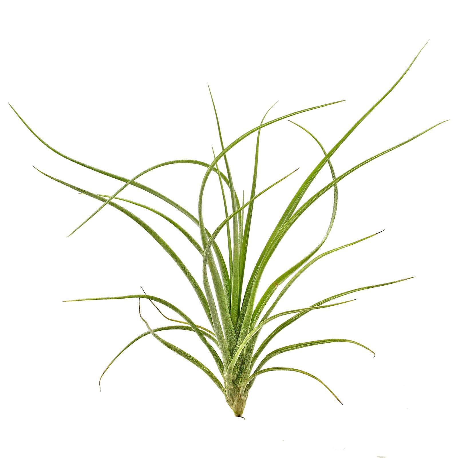 Tillandsia &times; rectifolia