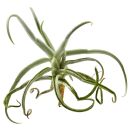 Tillandsia reichenbachii