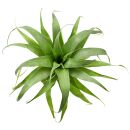 Tillandsia Samantha