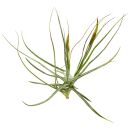 Tillandsia schiedeana "Major"