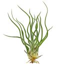 Tillandsia Showtime