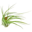 Tillandsia stricta